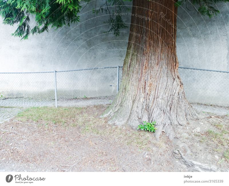 trunk Summer Beautiful weather Tree Tree trunk Village Small Town Deserted Wall (barrier) Wall (building) Facade Handrail Authentic Fat Sustainability Brown