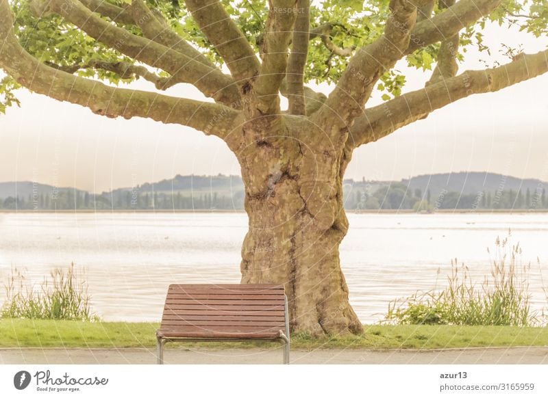 Empty lonely bench near majestical old tree at lake shore Beverage Relaxation Summer Nature Park Jump Power Calm silence sea Victoria & Albert Waterfront water