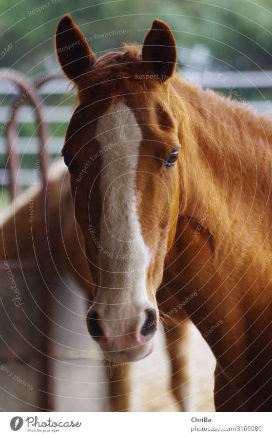 Chestnut mare with broad blaze Lifestyle Joy Leisure and hobbies Ride Equestrian sports Barn open stable Animal Pet Horse Horse's head equestrian 1 Observe