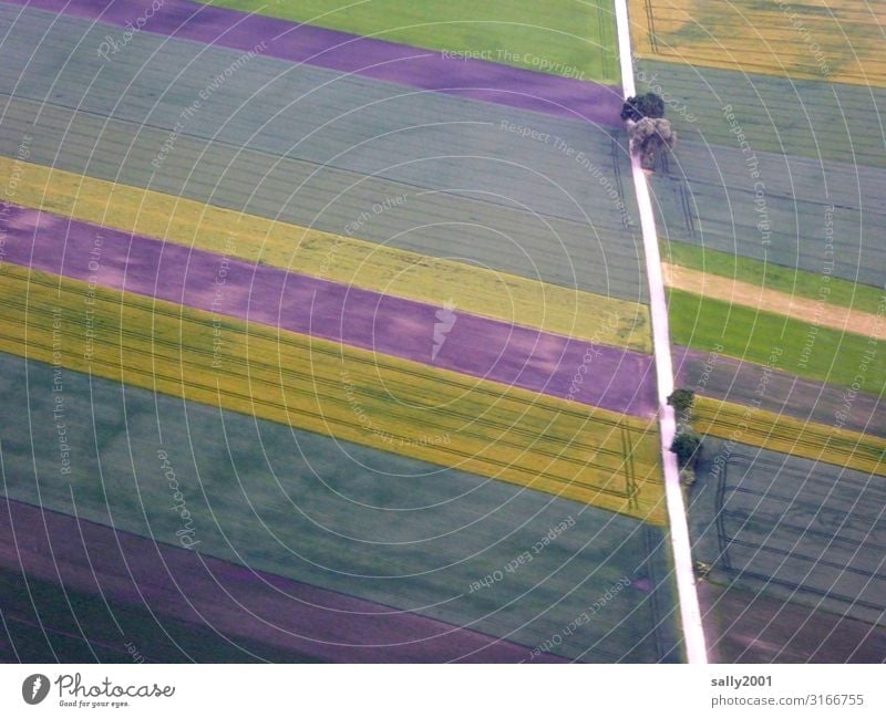 Colour combination... ...in agriculture... Field Agriculture fields Street Direct Plots Tree Bird's-eye view land consolidation variegated rectangular