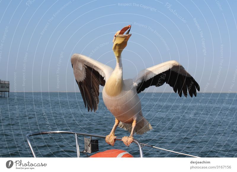Always fish. A pelican sitting on a boat railing with its mouth open and its wings open. In the background the sea. Joy Harmonious Trip Nature Cloudless sky