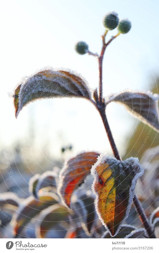 hoarfrost against the light Nature Plant Sunlight Autumn Beautiful weather Ice Frost Bushes Leaf Foliage plant Dogwood Garden Park Brown Yellow Green Red Black