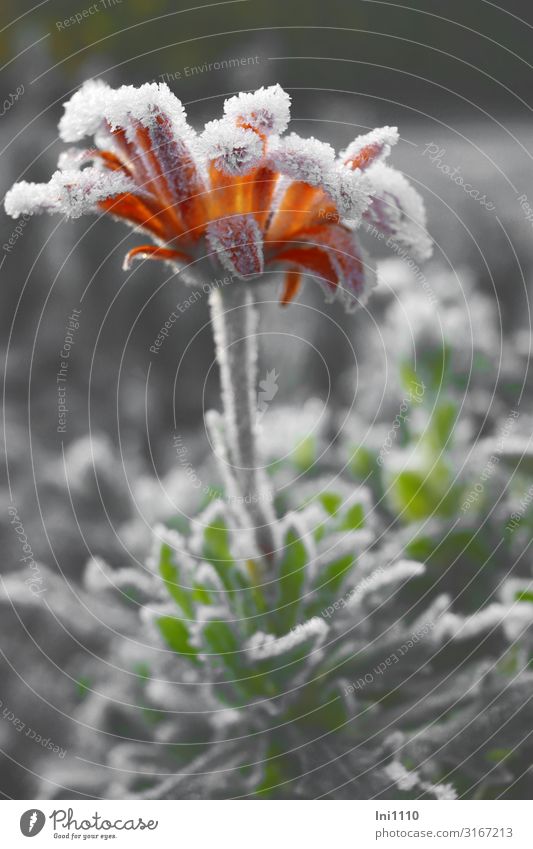 last jewel Nature Landscape Plant Autumn Beautiful weather Flower Leaf Blossom Garden Cold Gray Green Orange White Hoar frost Frost Illuminate Cemetery Jinxed