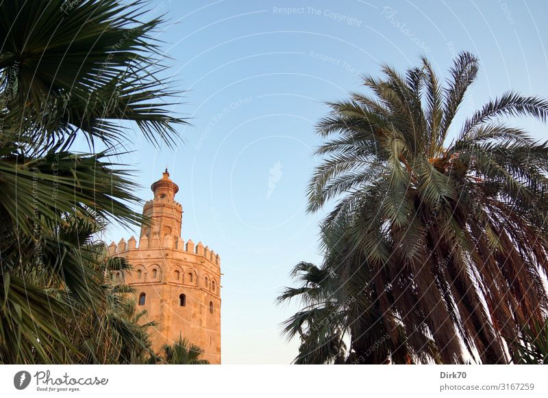 Torre del Oro in Seville between palm trees Vacation & Travel Sightseeing City trip Summer Architecture Beautiful weather Plant Tree Palm tree Park Andalucia