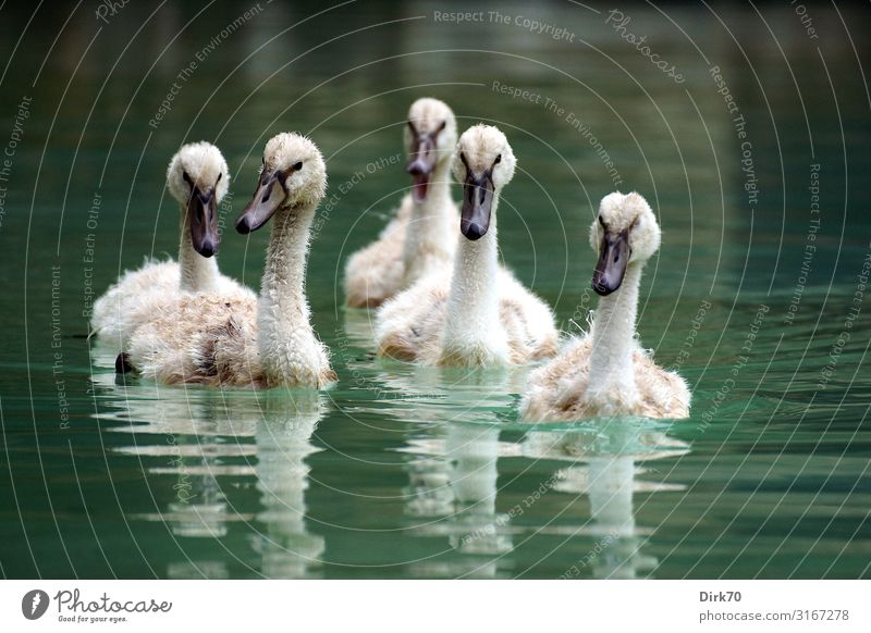 swan gang Environment Nature Water Park Pond Lake Brook Palma de Majorca Spain Balearic Islands Animal Wild animal Bird Swan Mute swan Young bird