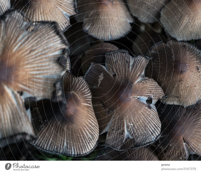 cuddly Environment Nature Autumn Old Brown Gray Mushroom Multiple Colour photo Exterior shot Deserted Day Shallow depth of field Bird's-eye view
