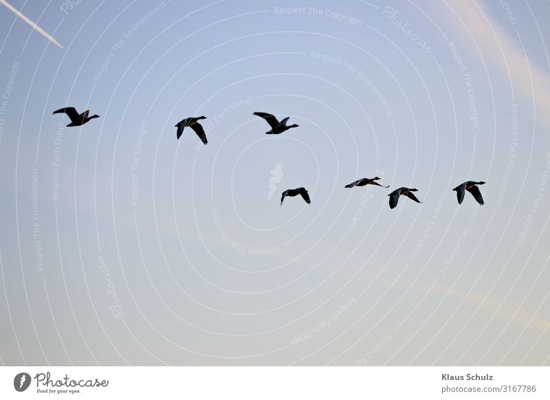 Kanadagänsen im Flug Kanadagans Gänse Wildgans Graugans Nilgans Fliegen Schwimmen Natur Vogelwelt Wildleben Schwingen Flügel Federn