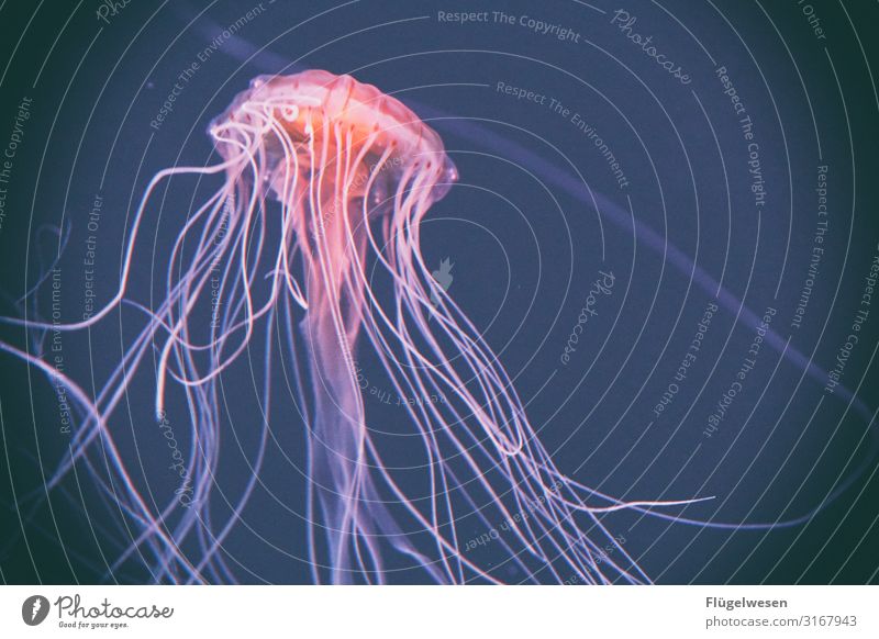 Jellyfish make them all four plague with jellyfish Jellyfish Nebula jellyfish pool Water colourful Fishery Aquarium