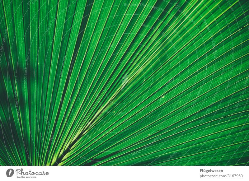 shadow plays Leaf leaves Green Bright green Plant Light (Natural Phenomenon) Shadow stalk Sun enlargement wax Palm tree palm leaf reed Colour Guide