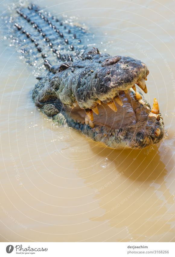 I love to eat you. A crocodile with its mouth open just before the viewer. Joy Life Trip Ocean Water Summer Beautiful weather River bank South Australia