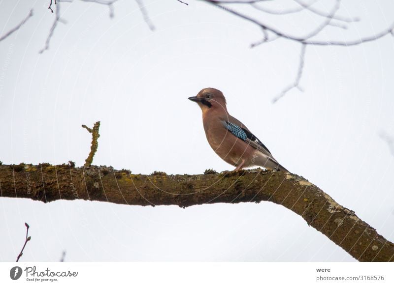 Blue jay on a mossy branch Nature Animal Bird 1 Observe Sit Jay blue jay branches copy space feathers fly forest nobody songbird tree wings Colour photo