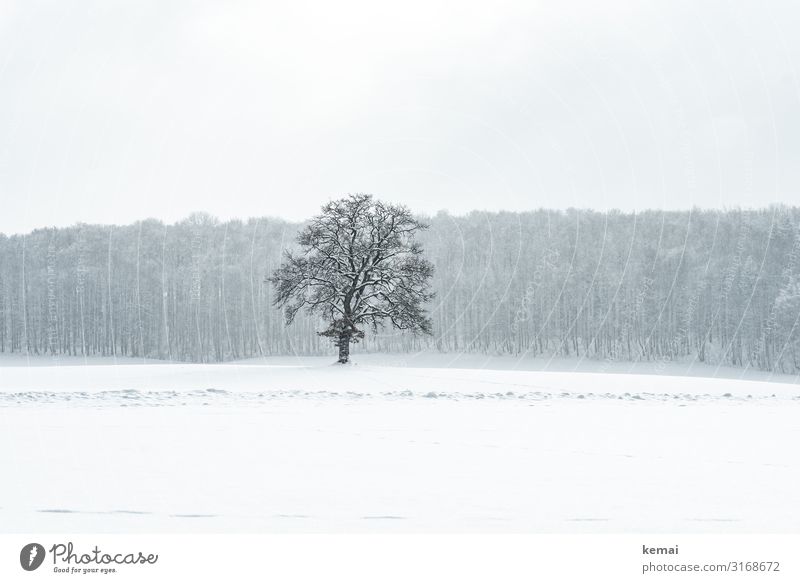 A tree Harmonious Well-being Senses Relaxation Calm Trip Far-off places Freedom Winter Snow Winter vacation Hiking Nature Landscape Plant Ice Frost Tree Forest