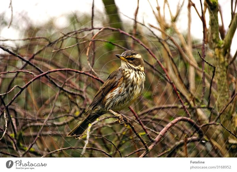 Song Thrush Environment Nature Plant Animal Autumn Bushes Park Wild animal Bird Animal face 1 Free Bright Natural Brown Yellow Green Throstle Beak Feather