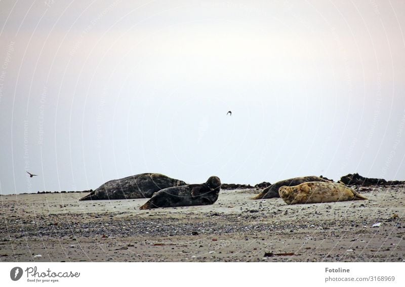 colony Environment Nature Landscape Animal Elements Earth Sand Sky Clouds Horizon Autumn Coast Beach North Sea Wild animal Pelt Group of animals Fat Free Bright