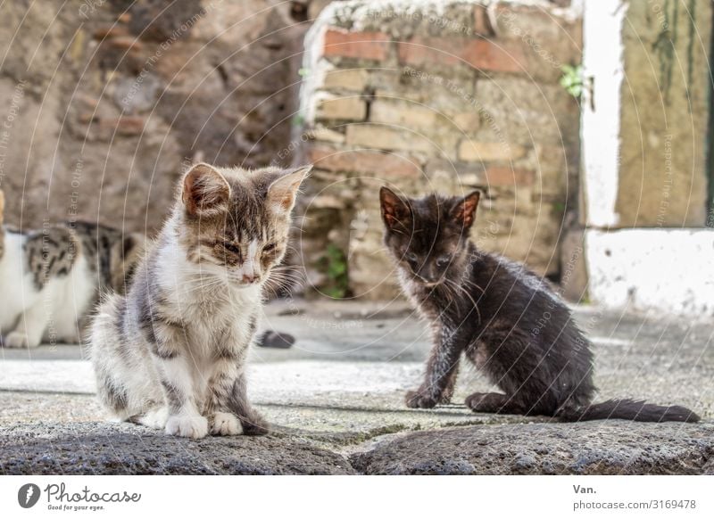 street kittens Sicily Village Wall (barrier) Wall (building) Animal Cat 2 3 Small Gray White Sadness Fate Colour photo Subdued colour Exterior shot Deserted Day