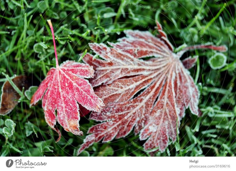 red maple leaves covered with hoarfrost lie on a meadow Environment Nature Plant Autumn Winter Ice Frost Grass Leaf Maple leaf Rachis Garden Old Freeze Lie