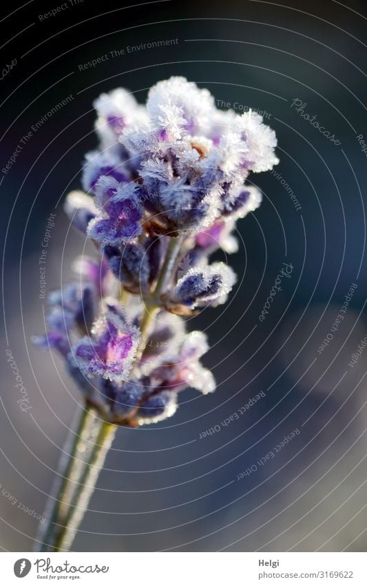 Close up of a purple lavender flower, covered with ice crystals Environment Nature Plant Autumn Winter Beautiful weather Ice Frost Flower Blossom Lavender Stalk