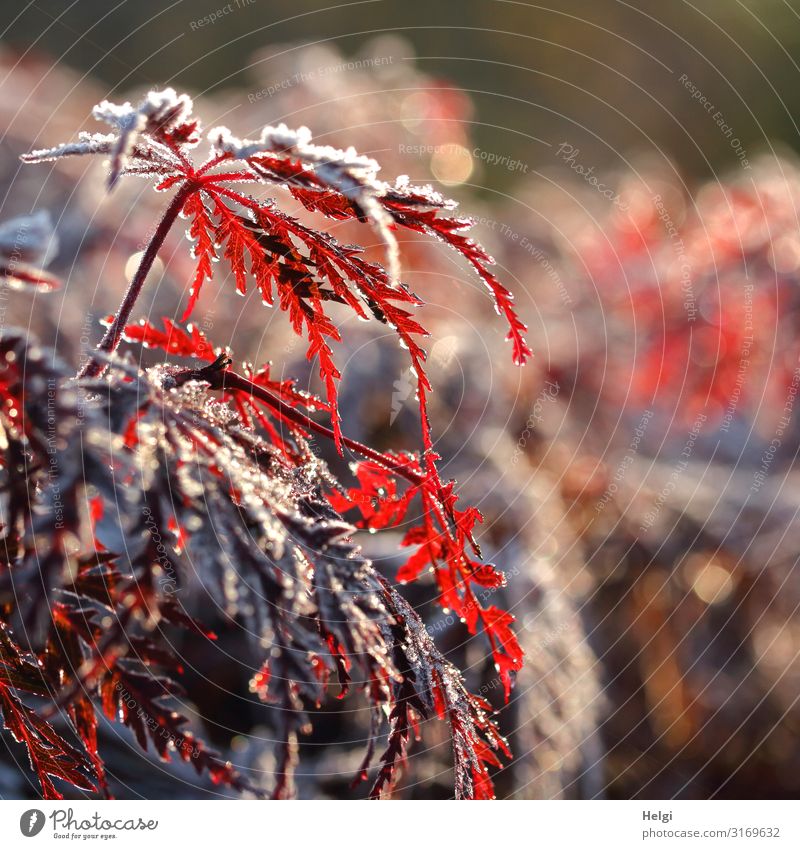 red maple leaves on twigs covered with hoarfrost in backlight with bokeh Environment Nature Plant Autumn Winter Ice Frost Tree Leaf Maple tree Maple leaf Twig