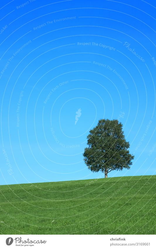 Tree on meadow Vacation & Travel Tourism Trip Environment Nature Landscape Plant Sky Grass Old Healthy Blue Green Emotions Truth Honest Grief Loneliness Slope