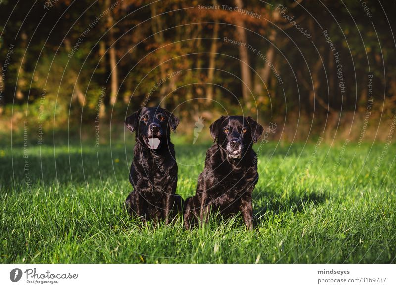 Two black Labradors sit on a clearing in the woods Environment Nature Autumn Grass Meadow Forest Canyon Clearing Animal Pet Dog 2 Observe Looking Sit