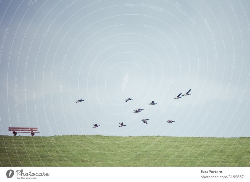 departure Environment Nature Landscape Sky Horizon Spring Summer Climate Weather Beautiful weather Grass Meadow Animal Wild animal Bird Group of animals Flock