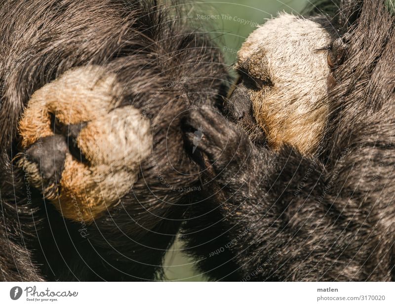 wellness Animal Pelt 2 Brown Gray Green Monkeys Wellness Leipzig Dental care Colour photo Subdued colour Exterior shot Close-up Copy Space left Copy Space right