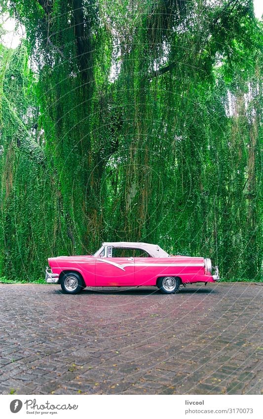 Pink almendron in a park , Havana - Cuba - a Royalty Free Stock Photo from  Photocase