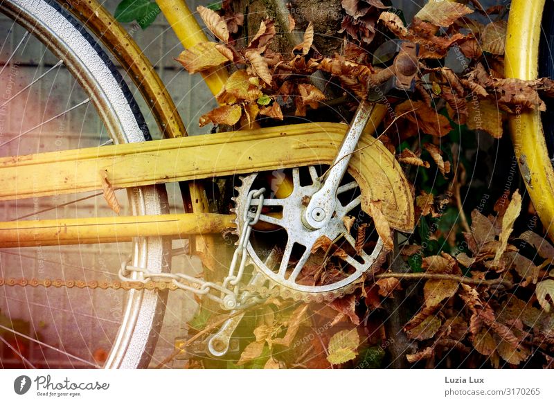 Bicycle, autumn Rust Yellow Time Transience Autumn Autumn leaves Autumnal autumn light Subdued colour Exterior shot Copy Space top Copy Space bottom Day