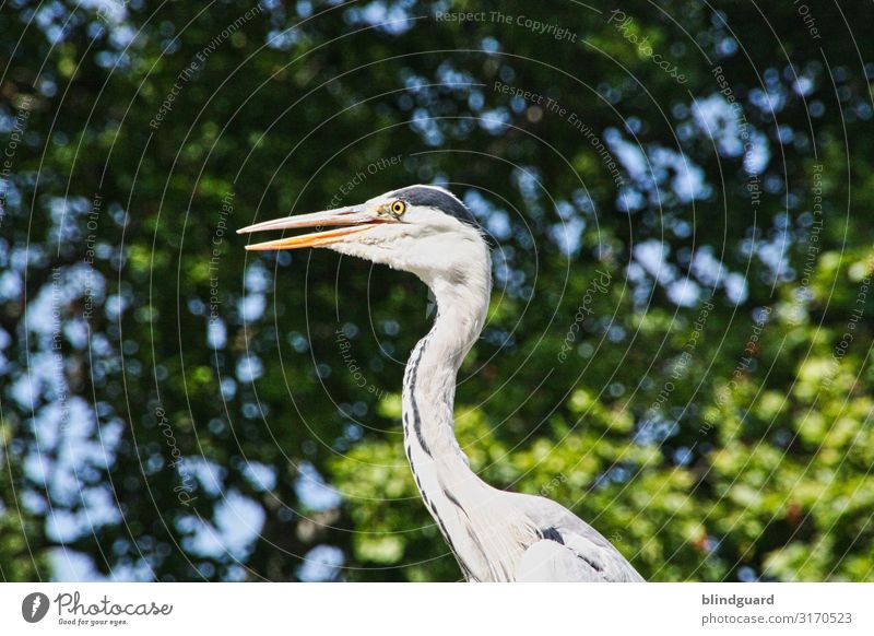 There's a heron on the wall, and from below you can see his... Feet Heron birds Pelecaniformes herons Grey heron Animal Nature Exterior shot Colour photo