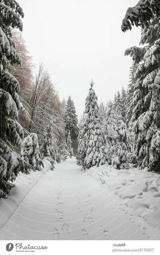Winter with snow in the Thuringian Forest near Oberhof Vacation & Travel Winter vacation Mountain Hiking Winter sports Nature Landscape Tree Lanes & trails Cold