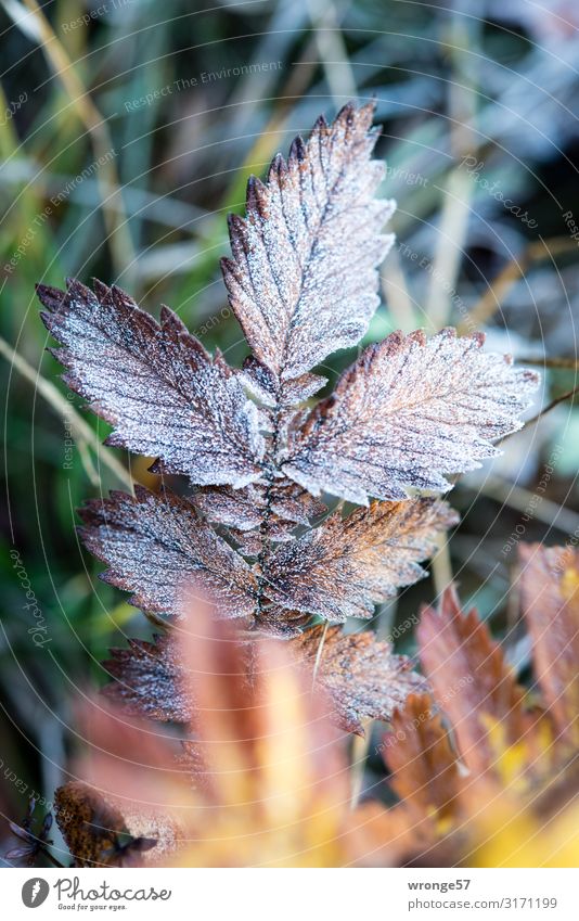 First frost Nature Plant Autumn Winter Ice Frost Grass Leaf Meadow Cold Brown Yellow Green Grass meadow Hoar frost Close-up Macro (Extreme close-up)