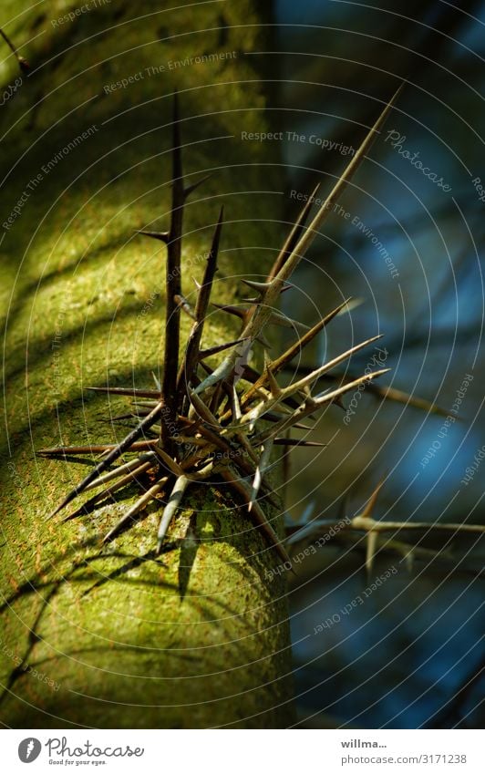 Thorns on the leather case tree Tree Tree trunk Instinct leather husk tree Gleditsia triacanthos False Christ Thorn Exceptional Point Thorny Defensive