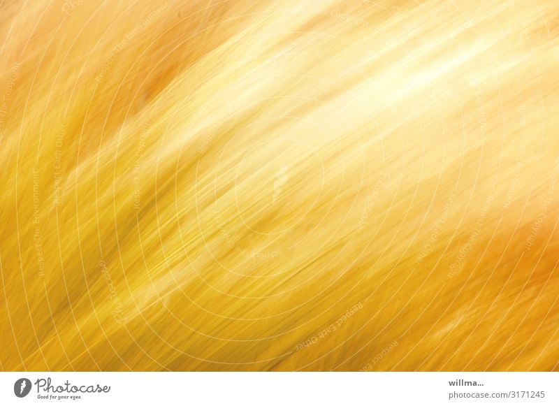 Wavy yellow grain field, blurred Yellow Summer Grain Grain field Cornfield Wind Summery Abstract Movement Illuminate Blur Experimental