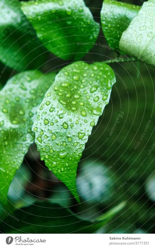 leaves Nature Drops of water Plant Leaf Fresh Glittering Wet Green Growth Colour photo Interior shot Close-up Copy Space right Copy Space bottom Day