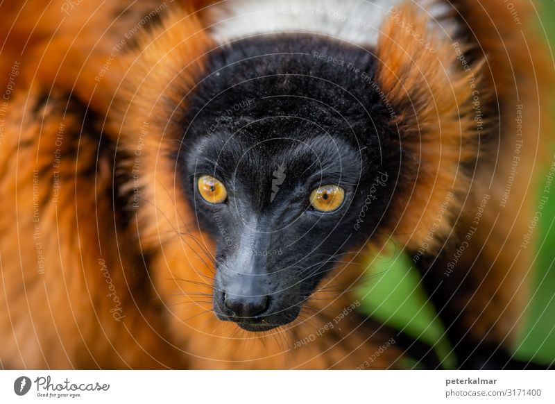 Red ruffed lemur Animal Wild animal 1 Beautiful Caution Colour photo Close-up Macro (Extreme close-up) Light Sunrise Sunset