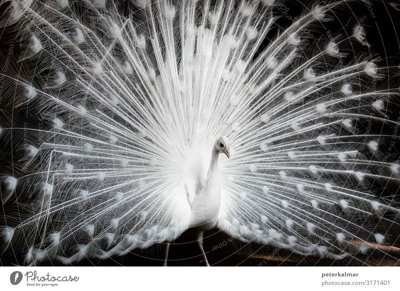 White Peacock Animal Farm animal 1 Aggression Fear Black & white photo Close-up Morning Evening Night Looking Looking into the camera