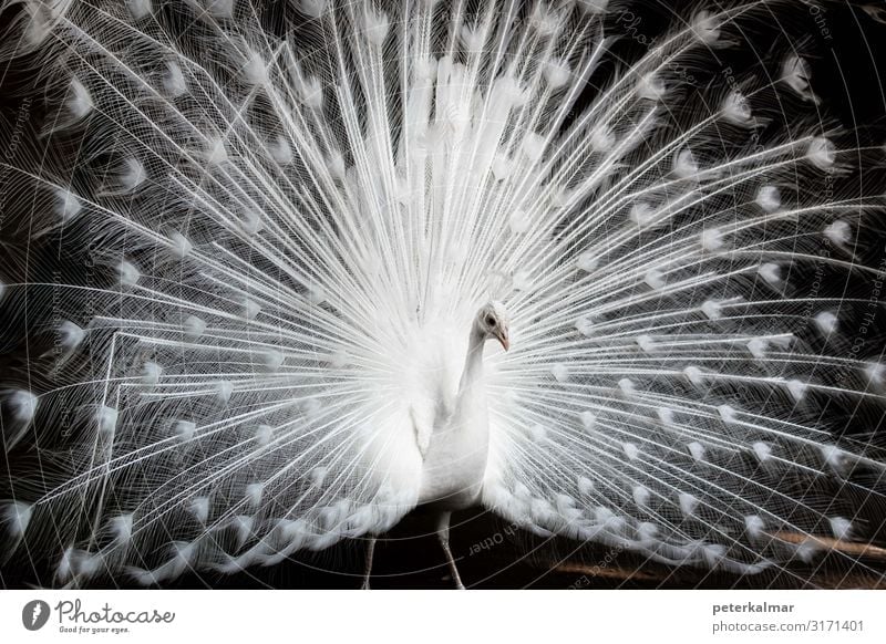 Jodifluckiger Good Morning Images With White Peacock