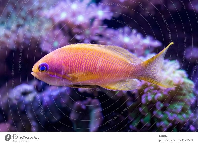 Bright Pink and Yellow Anthias Tropical Fish with Corals Beautiful Face Leisure and hobbies House (Residential Structure) Nature Animal Pet Aquarium Funny Cute