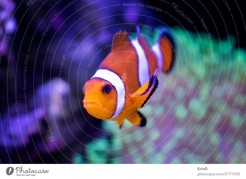Close Up Clown Fish Tropical Orange and White in Fish Tank Beautiful Face Leisure and hobbies House (Residential Structure) Nature Animal Pet Aquarium Stripe