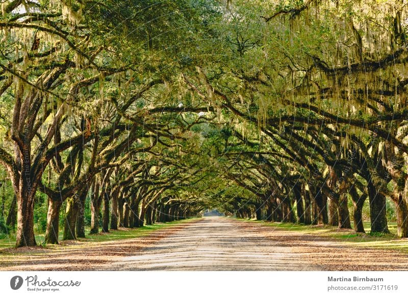 Alley lined with ancient live oak trees draped in spanish moss Beautiful Vacation & Travel Tourism Summer Nature Landscape Autumn Tree Moss Leaf Park Forest