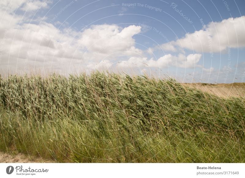 Pretty green 5 Hill Grass Green Wind Sky Blue bush