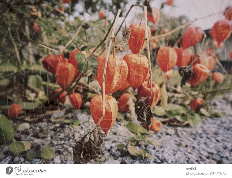 We are the Lampions, my friends Environment Nature Plant Earth Autumn Beautiful weather Bushes Chinese lantern flower Hang Growth Together Under Many Red
