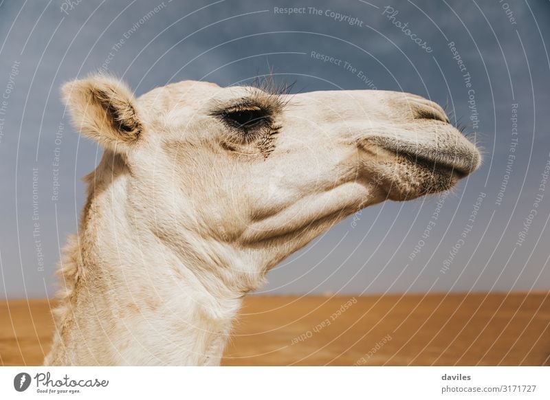 Profile view of white camel head in the desert Vacation & Travel Tourism Trip Adventure Safari Summer Art Nature Landscape Animal Sand Sky Desert Transport