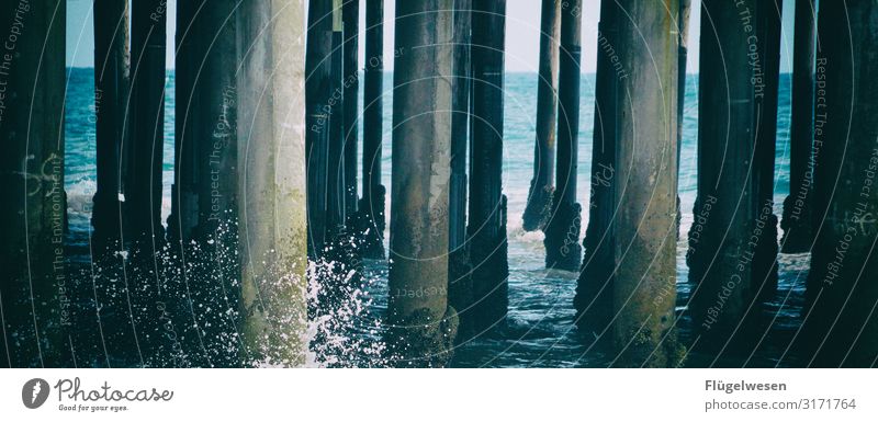 Dieters planks Beach Malibu santa monica USA Americas La Los Angeles Palm tree Sky Summer Vacation & Travel Sun Sunbathing Swimming & Bathing Ocean