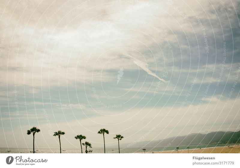 beach Beach Malibu santa monica USA Americas La Los Angeles Palm tree Sky Summer Vacation & Travel Sun Sunbathing Swimming & Bathing Ocean Atlantic Ocean