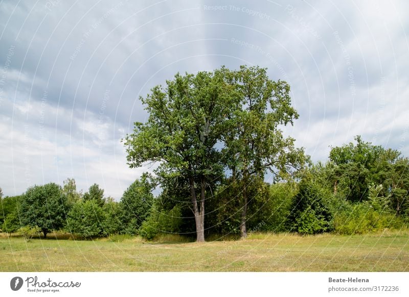 Trees 6 trees Edge of the forest Forest Nature Forest atmosphere Green Grass Sky Clouds