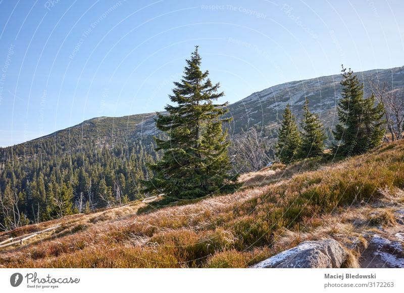 Frosty morning in Karkonosze National Park. Vacation & Travel Tourism Trip Mountain Hiking Nature Landscape Sky Autumn Tree Forest Hill Discover Experience