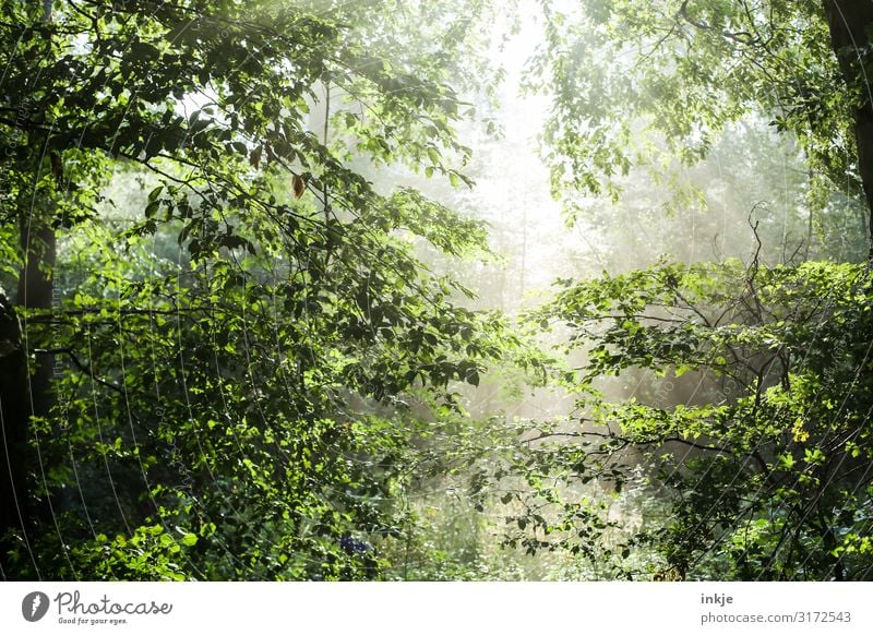 clearing Nature Sun Sunlight Spring Summer Beautiful weather Tree Forest Mixed forest Deciduous forest Fresh Bright Natural Green Idyll Clearing Translucent Air
