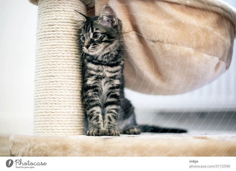 smilla Living or residing Flat (apartment) Animal Cat Animal face savannah maincoon 1 Baby animal cat tree Crouch Looking Authentic Small Cute Side