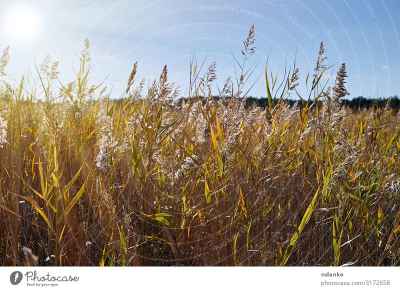 dry stalks of reeds at the pond Summer Sun Environment Nature Landscape Plant Sky Autumn Grass Leaf Meadow Pond Lake Growth Natural Wild Brown Yellow Gold Green